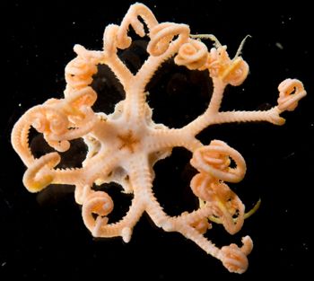 Media type: image;   Invertebrate Zoology 152366